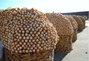 圈玉米網(wǎng)與電焊網(wǎng)的應(yīng)用及菏澤市皓森絲網(wǎng)制品廠產(chǎn)品介紹