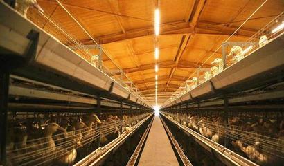 華英農業榮獲首批國家級農業高質量發展標準化示范基地稱號，畜牧漁業飼料銷售邁向新篇章